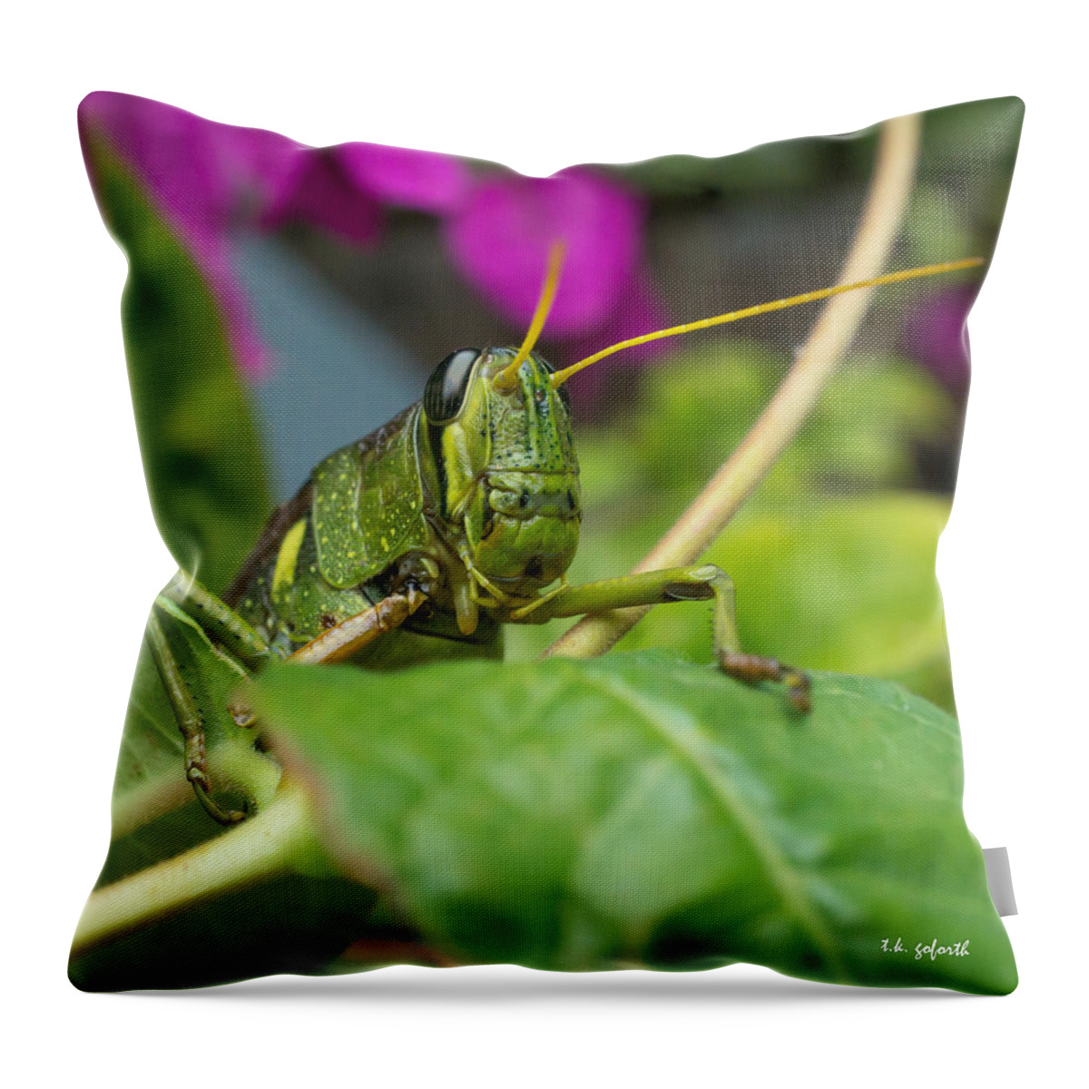 Lubber Grasshopper Throw Pillow featuring the photograph Who's There Squared by TK Goforth