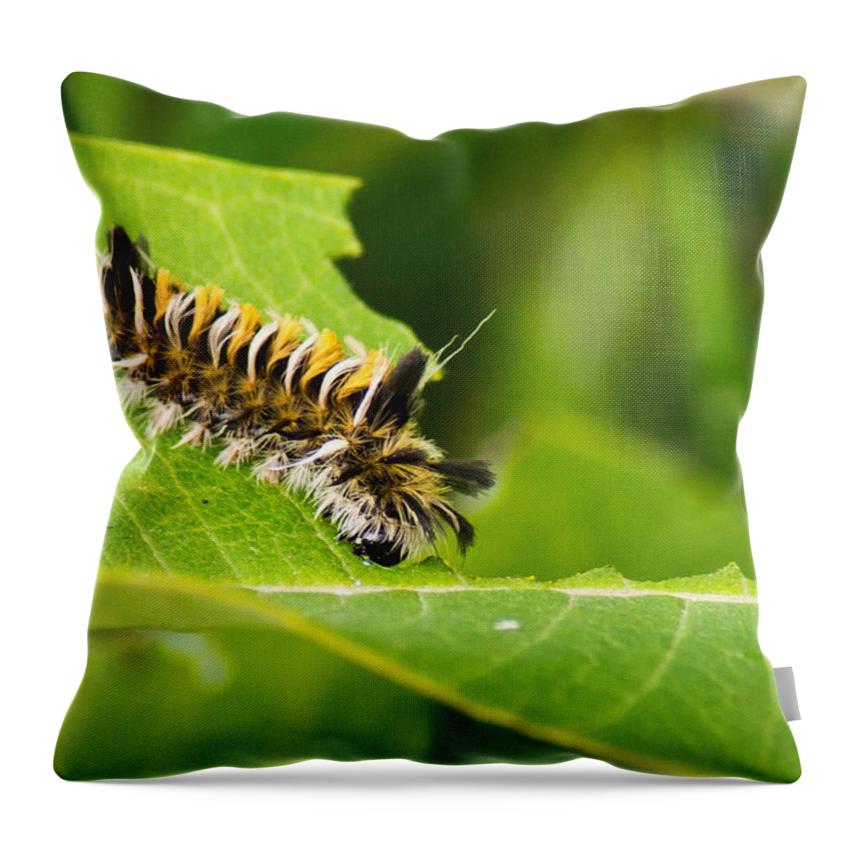 Macro Throw Pillow featuring the photograph Wild and Woolly by Bill Pevlor