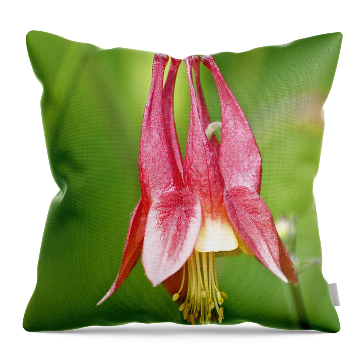 Wildflower Throw Pillow featuring the photograph Wild Columbine Flower by A Macarthur Gurmankin