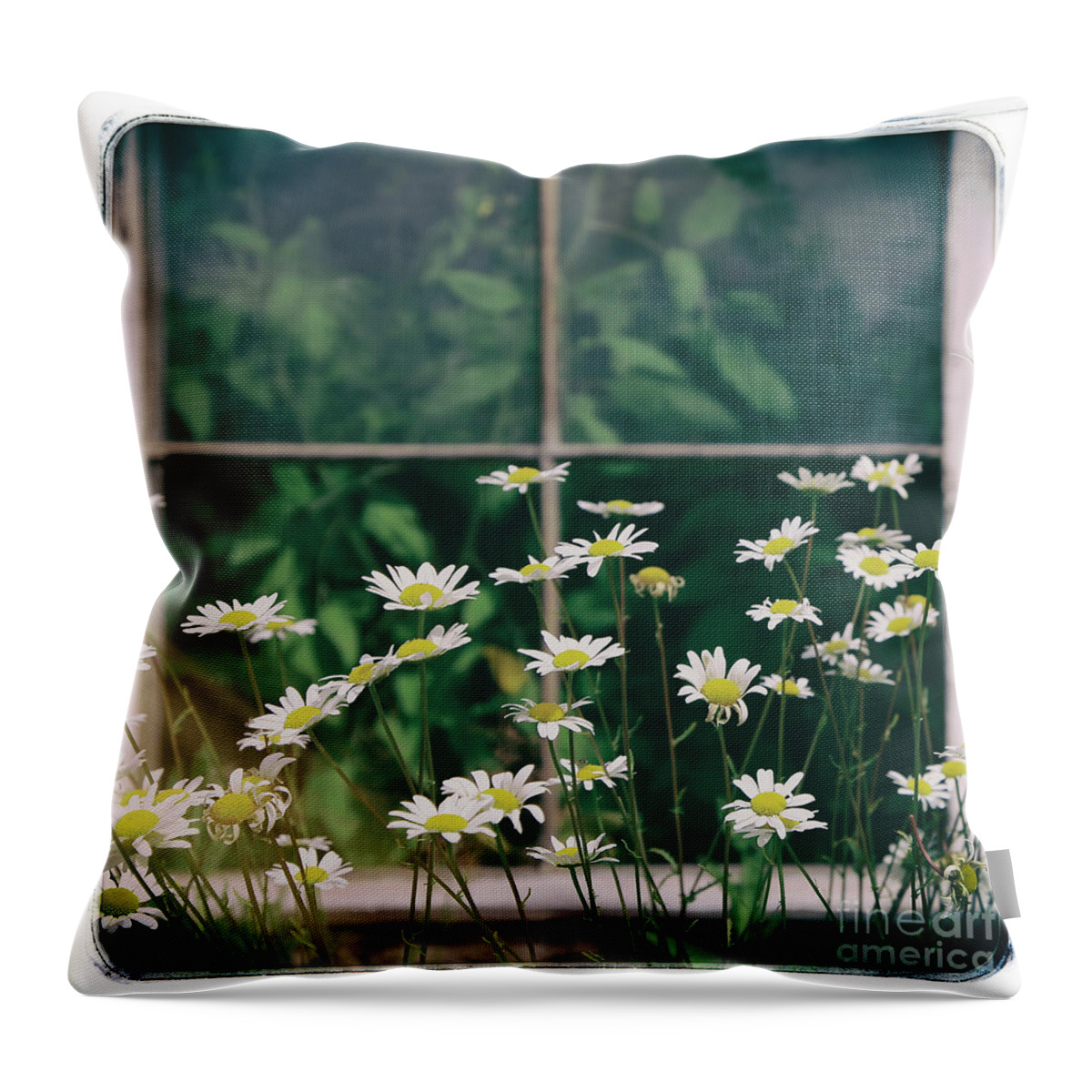 Kate Mckenna Throw Pillow featuring the photograph Wild Daisies by Kate McKenna