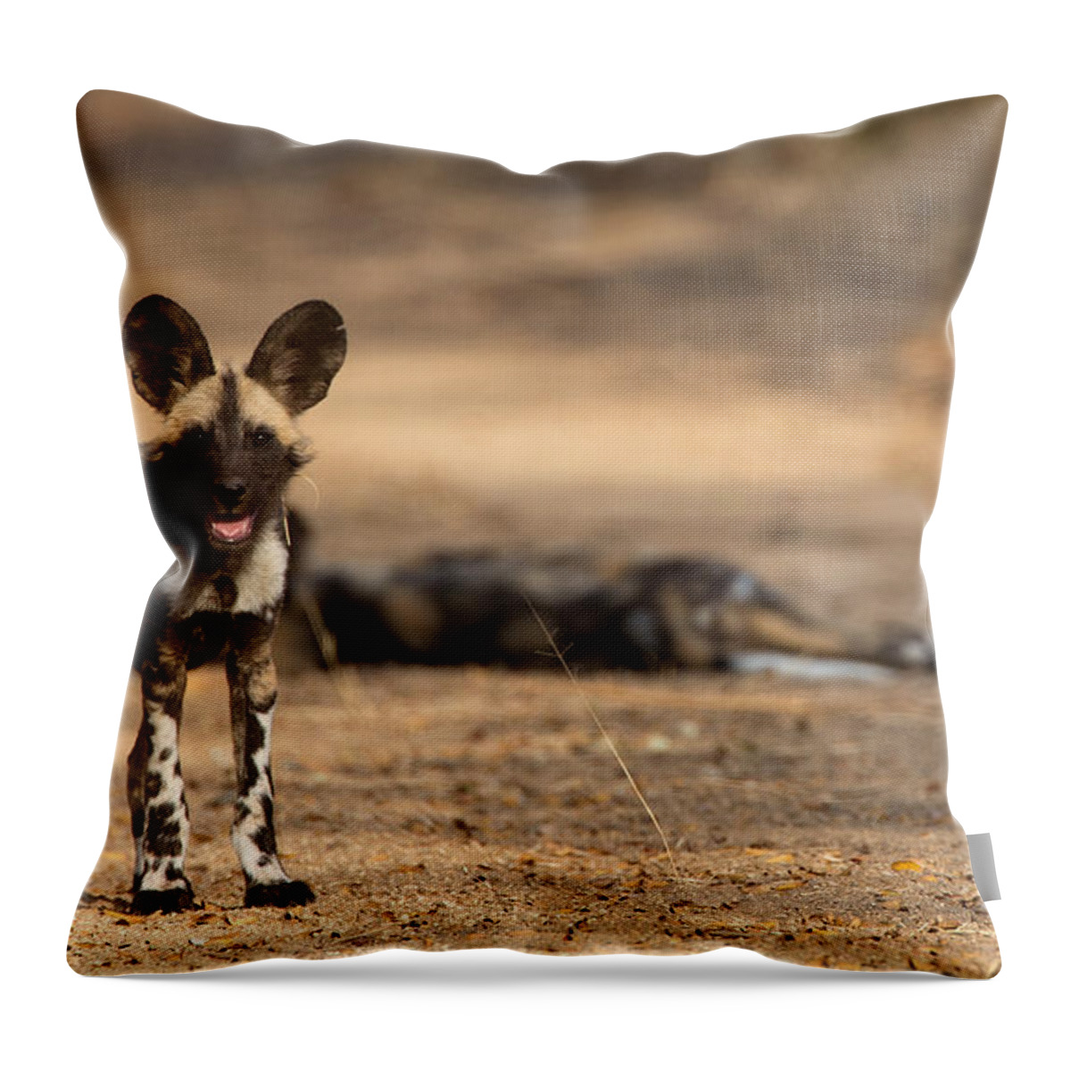 African Wild Dog Throw Pillow featuring the photograph Wild Dog Puppy by Max Waugh