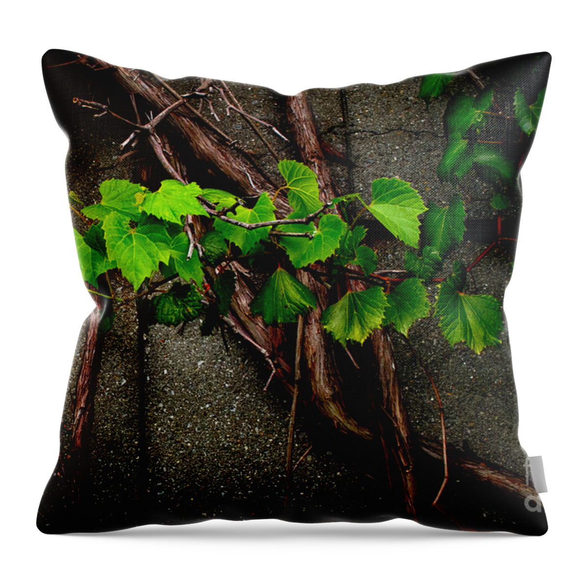 Barn Throw Pillow featuring the photograph Wild Grape Vine by Michael Arend