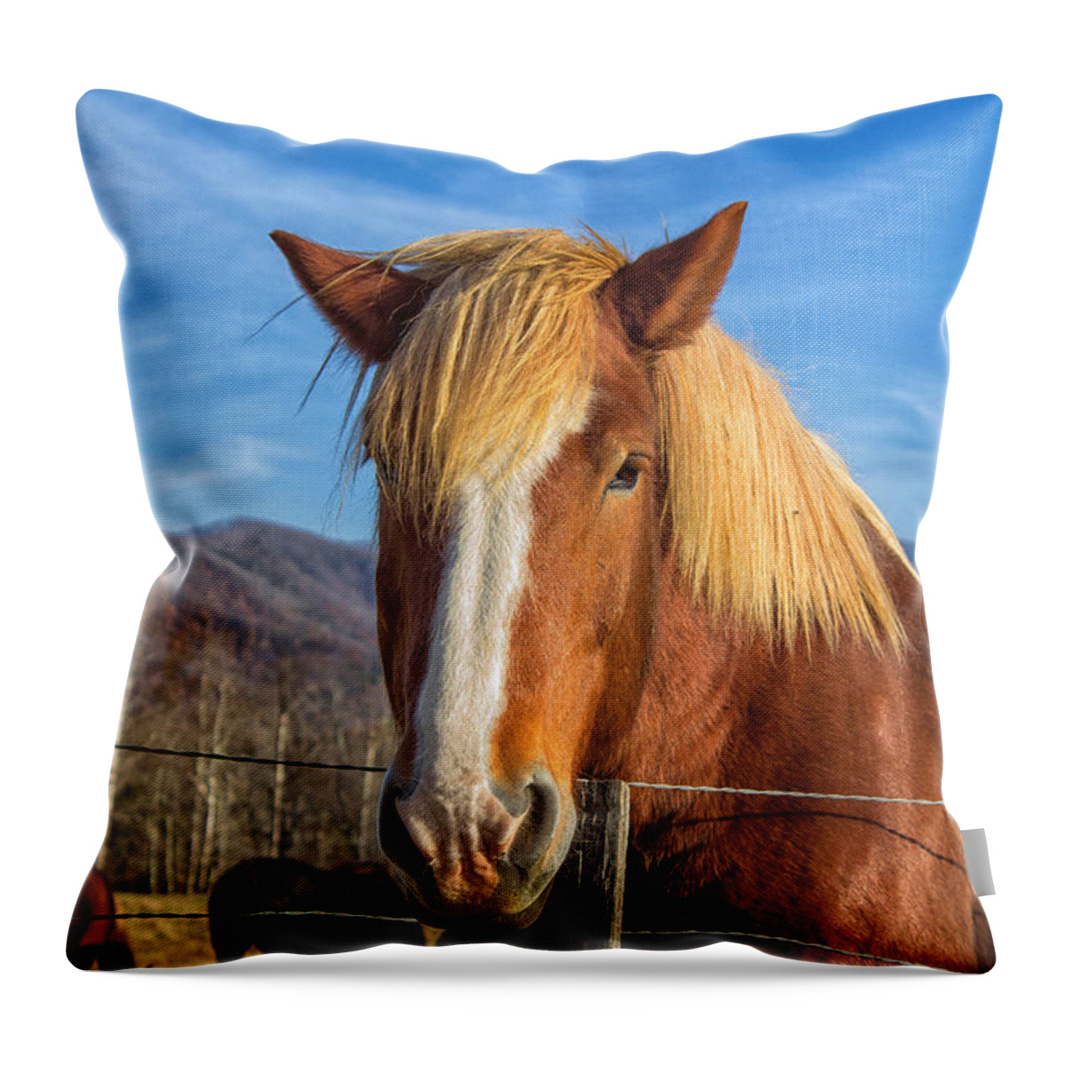 Cades Cove Throw Pillow featuring the photograph Wild Horse at Cades Cove in the Great Smoky Mountains National Park by Peter Ciro