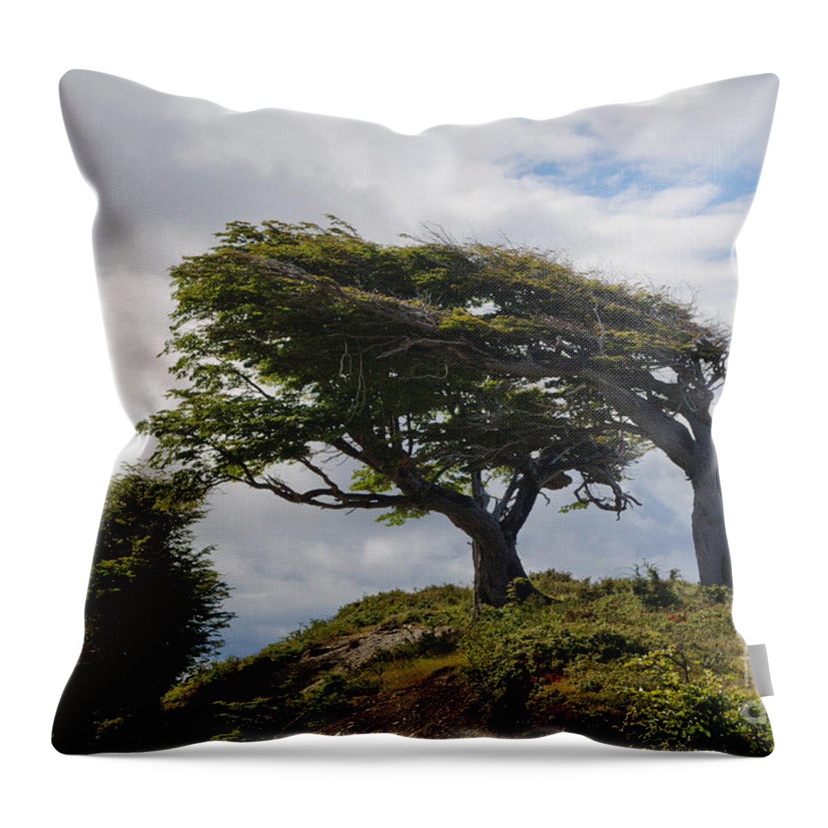 Sky Throw Pillow featuring the photograph Wind-bent trees in Tierra Del Fuego, Argentina by Ralf Broskvar