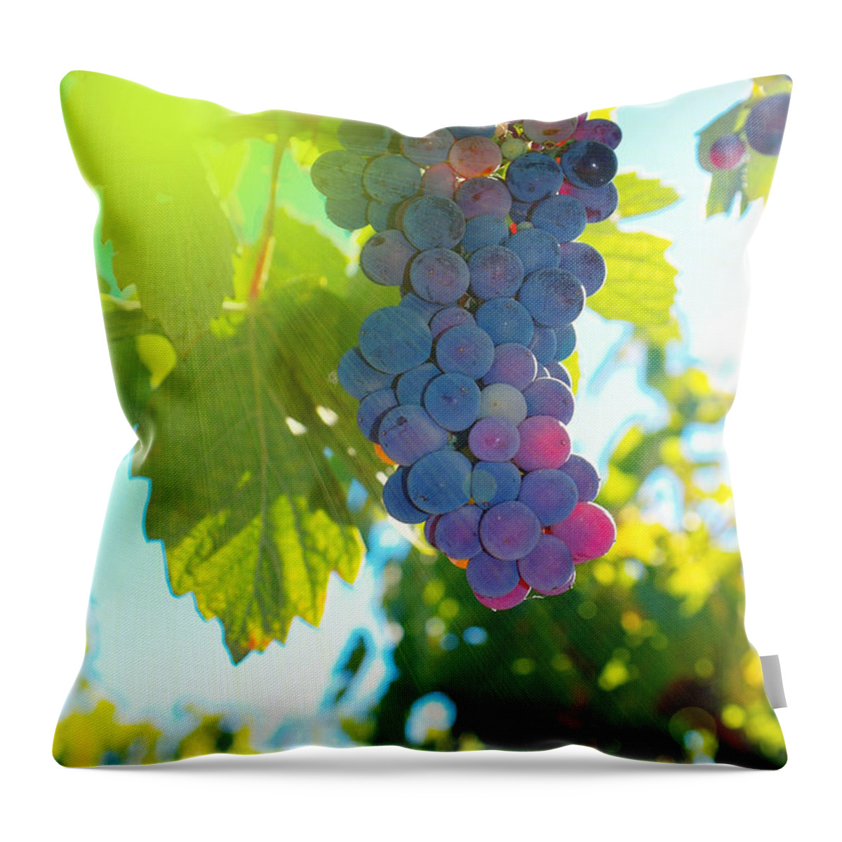 Wine Throw Pillow featuring the photograph Wine grapes by Jeff Swan