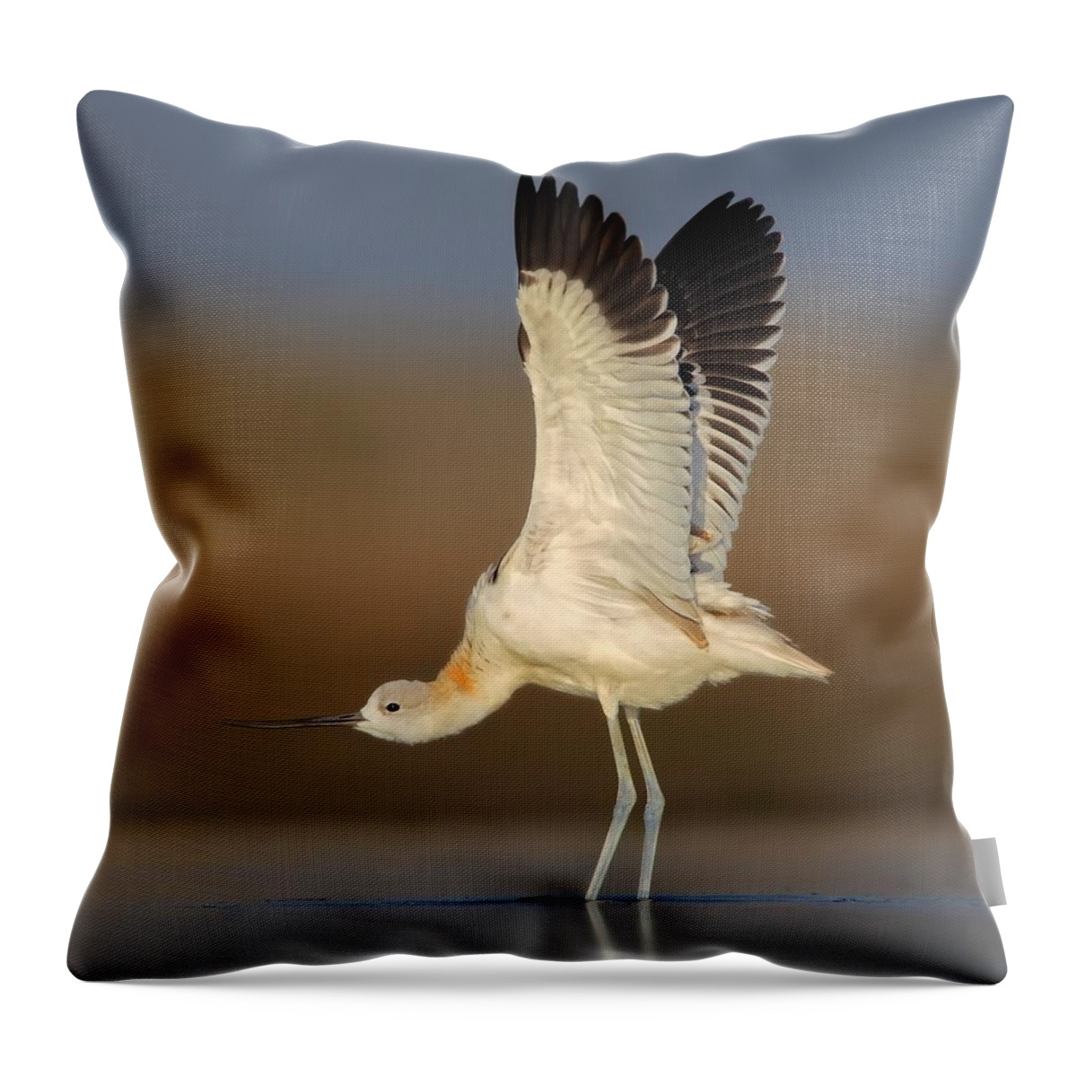 American Avocet Throw Pillow featuring the photograph Wing Stretch by Daniel Behm