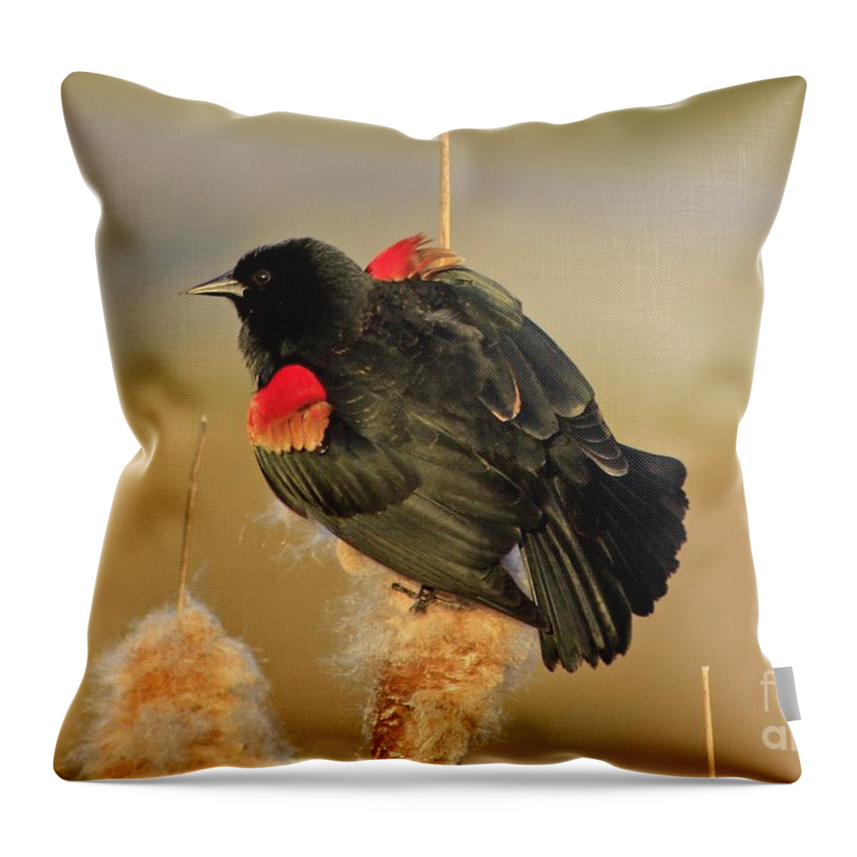 Bird Throw Pillow featuring the photograph Wings in a Golden Light 2 by Chris Anderson