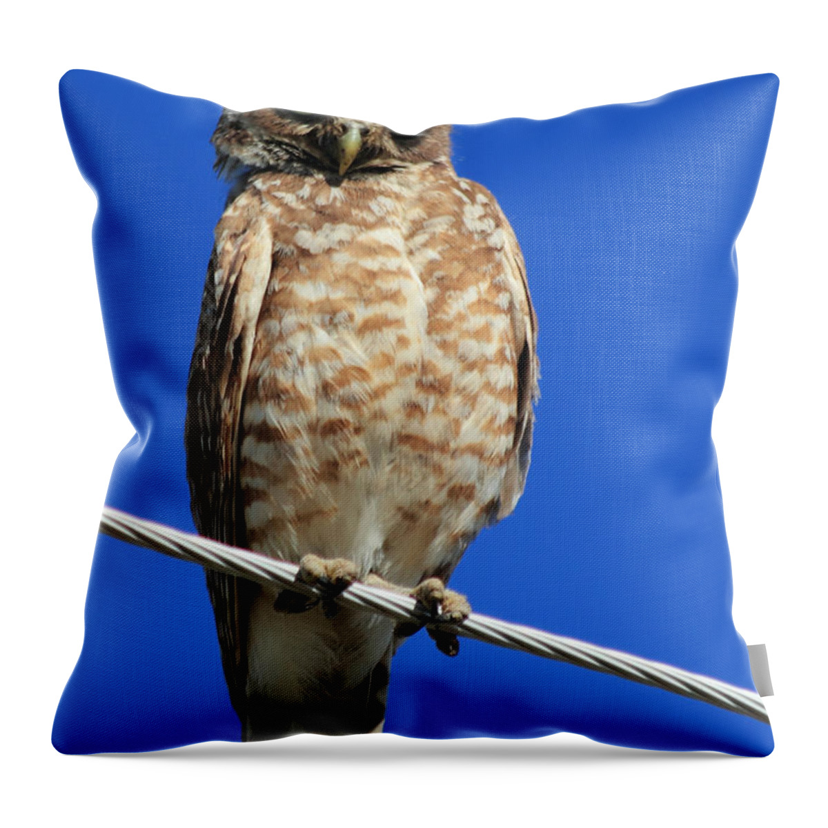 Owl Throw Pillow featuring the photograph Wink by Shane Bechler