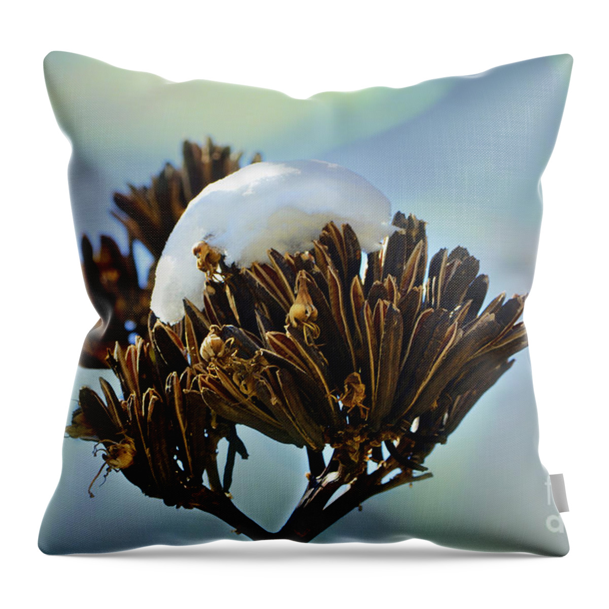 Agave Throw Pillow featuring the photograph Winter Agave Bloom by Donna Greene