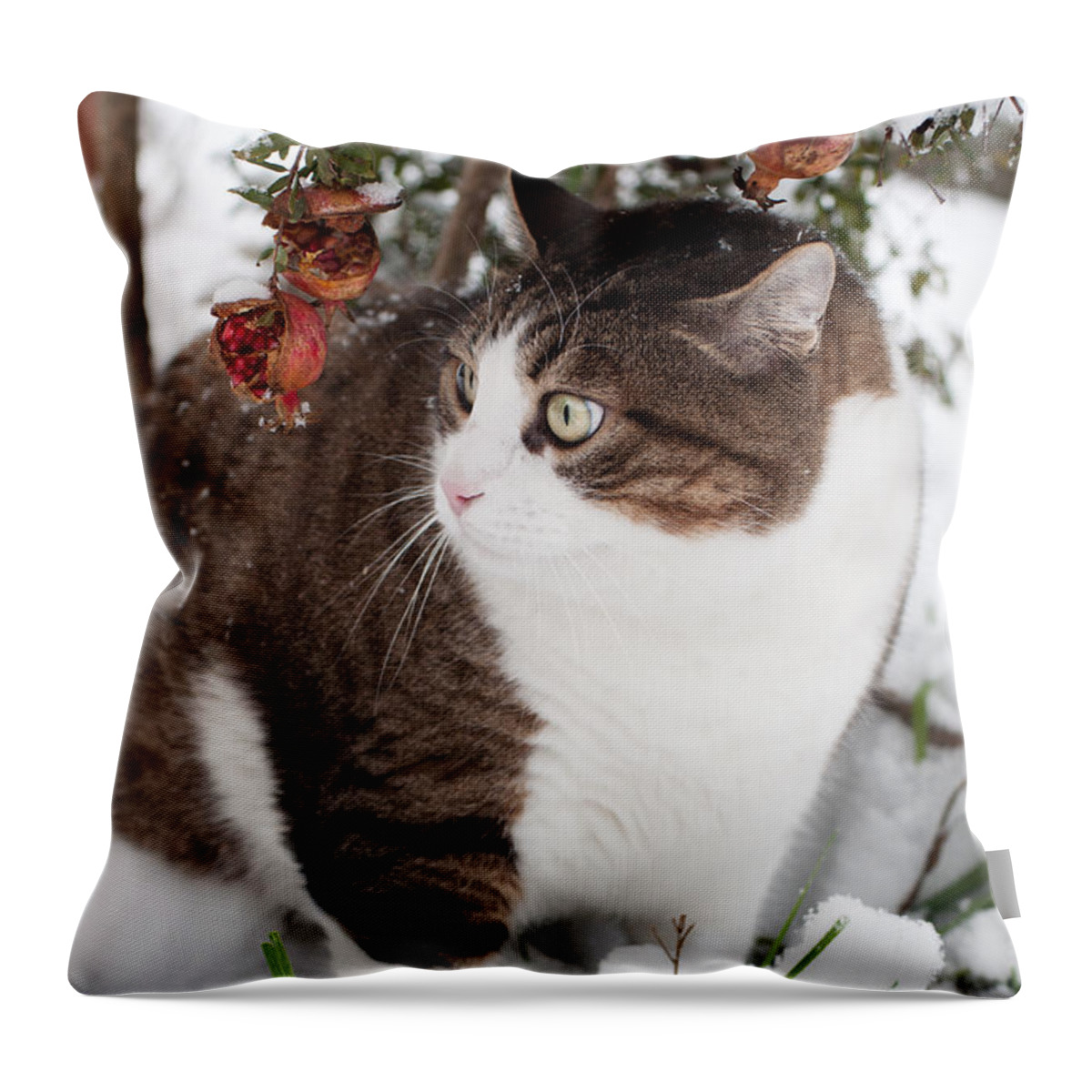 Cat Throw Pillow featuring the photograph Winter cat by Laura Melis
