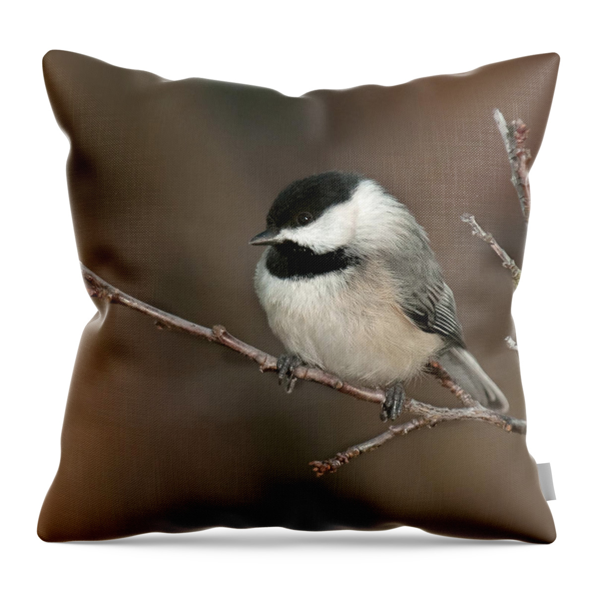 Chickadee Throw Pillow featuring the photograph Winter Contemplation by Lara Ellis