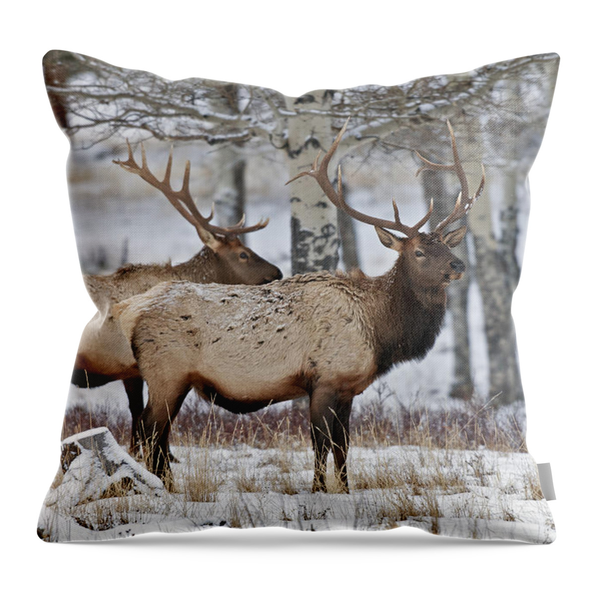 Winter Throw Pillow featuring the photograph Winter Elk by Gary Langley