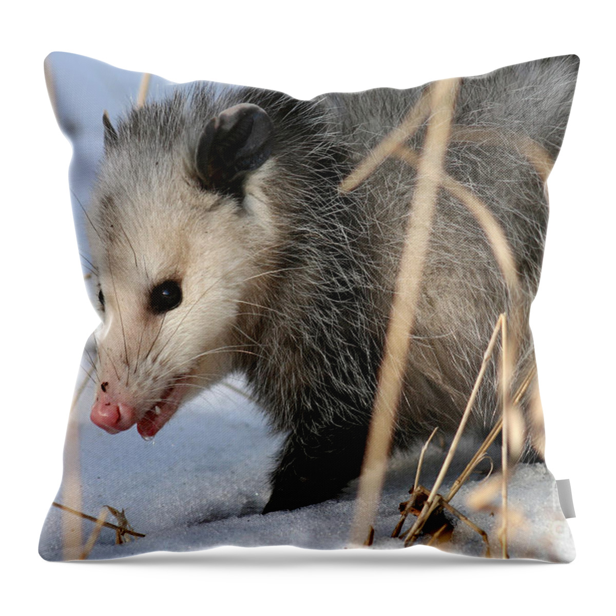 Opossum Throw Pillow featuring the photograph Winter Opossum by E B Schmidt