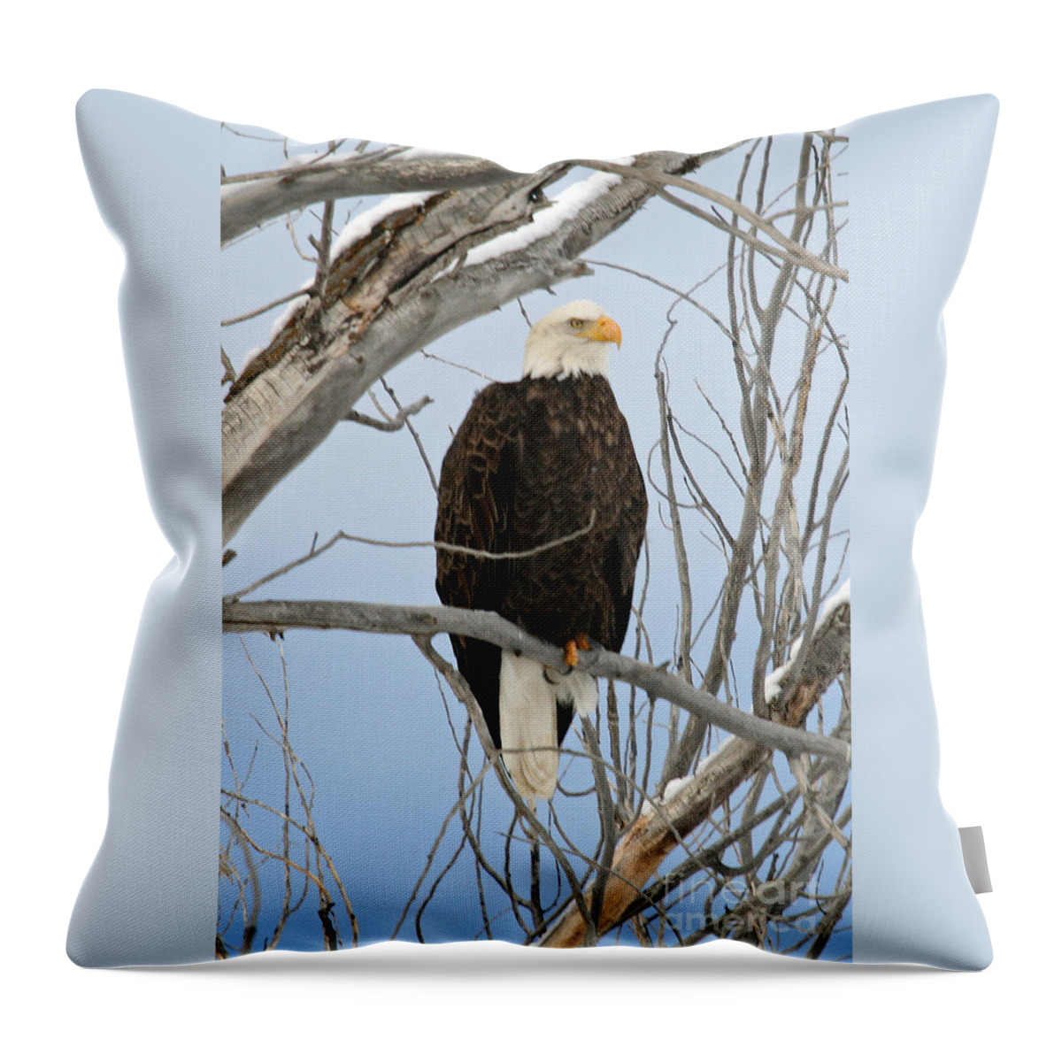 Wildlife Throw Pillow featuring the photograph Winter Perch by Bob Hislop