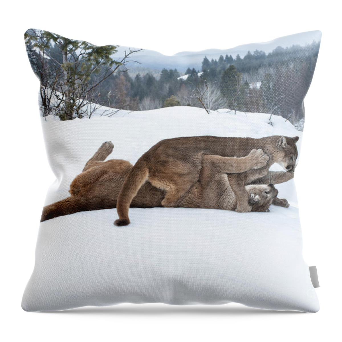 Cougar Throw Pillow featuring the photograph Winter Playground by Sandra Bronstein