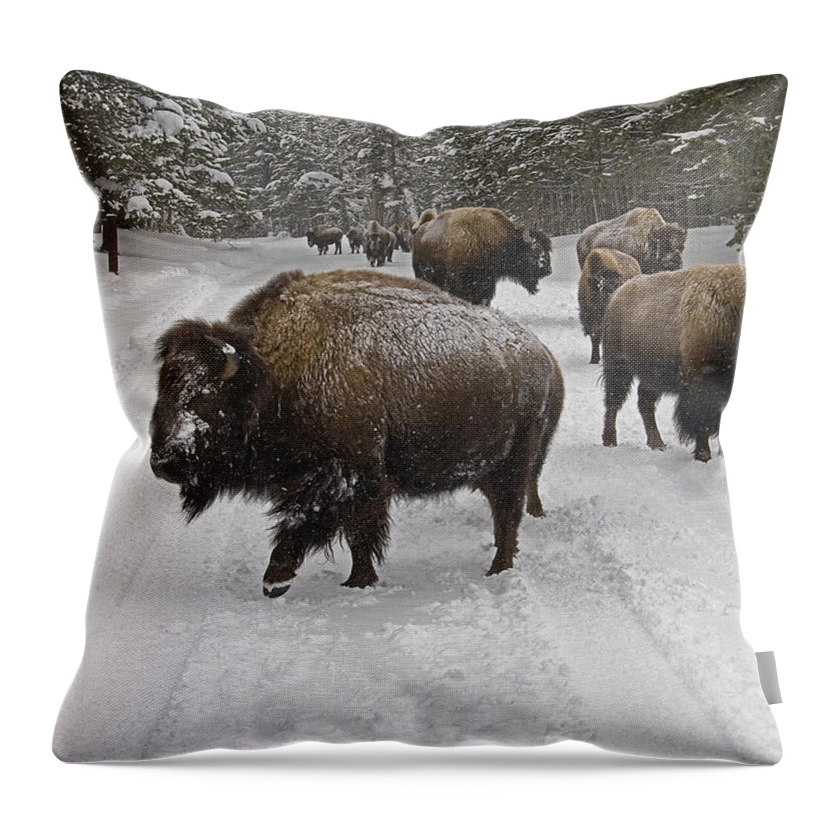 Buffalo Throw Pillow featuring the photograph Winter Procession-Signed by J L Woody Wooden