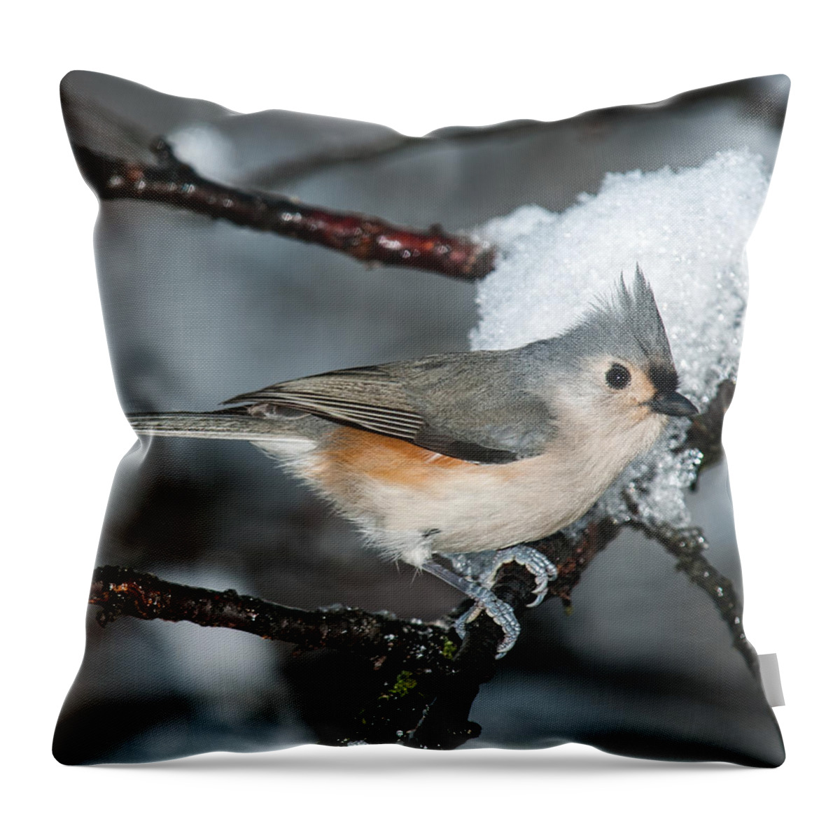 Tufted Titmouse Throw Pillow featuring the photograph Winter Tufted Titmouse by Lara Ellis