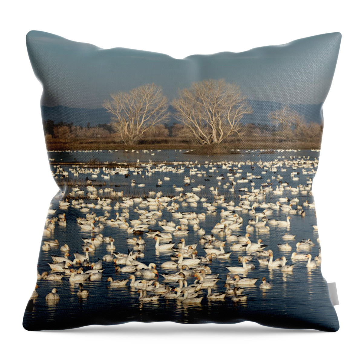 Snow Geese Throw Pillow featuring the photograph Winter White on a Blue Lake by Kathleen Bishop