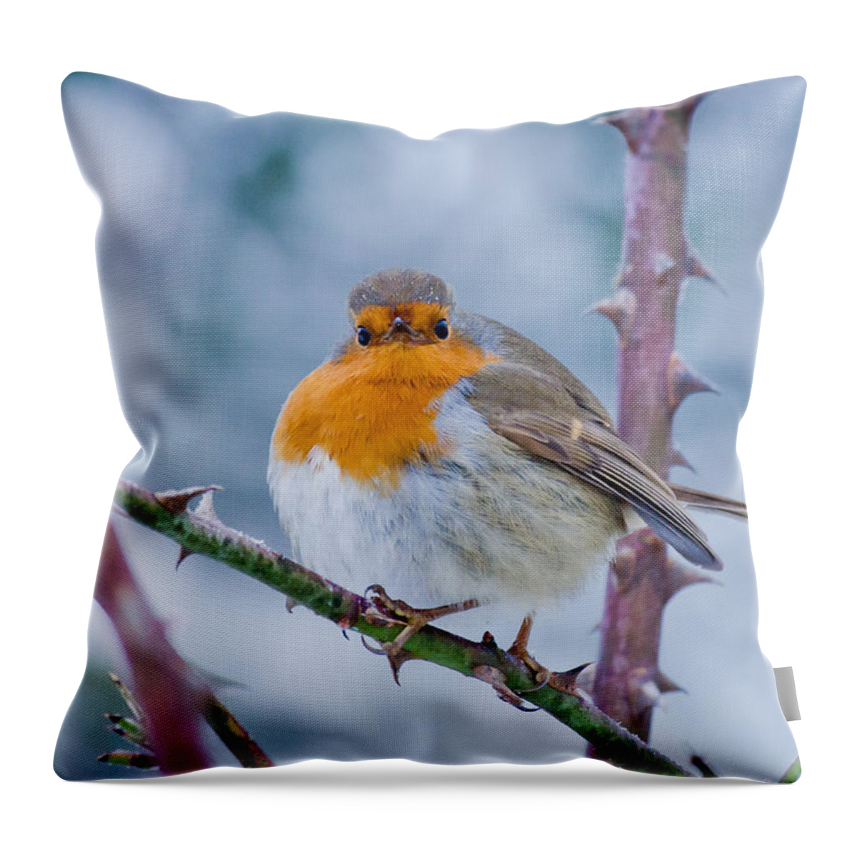 Robin Throw Pillow featuring the photograph Winters Here by Scott Carruthers
