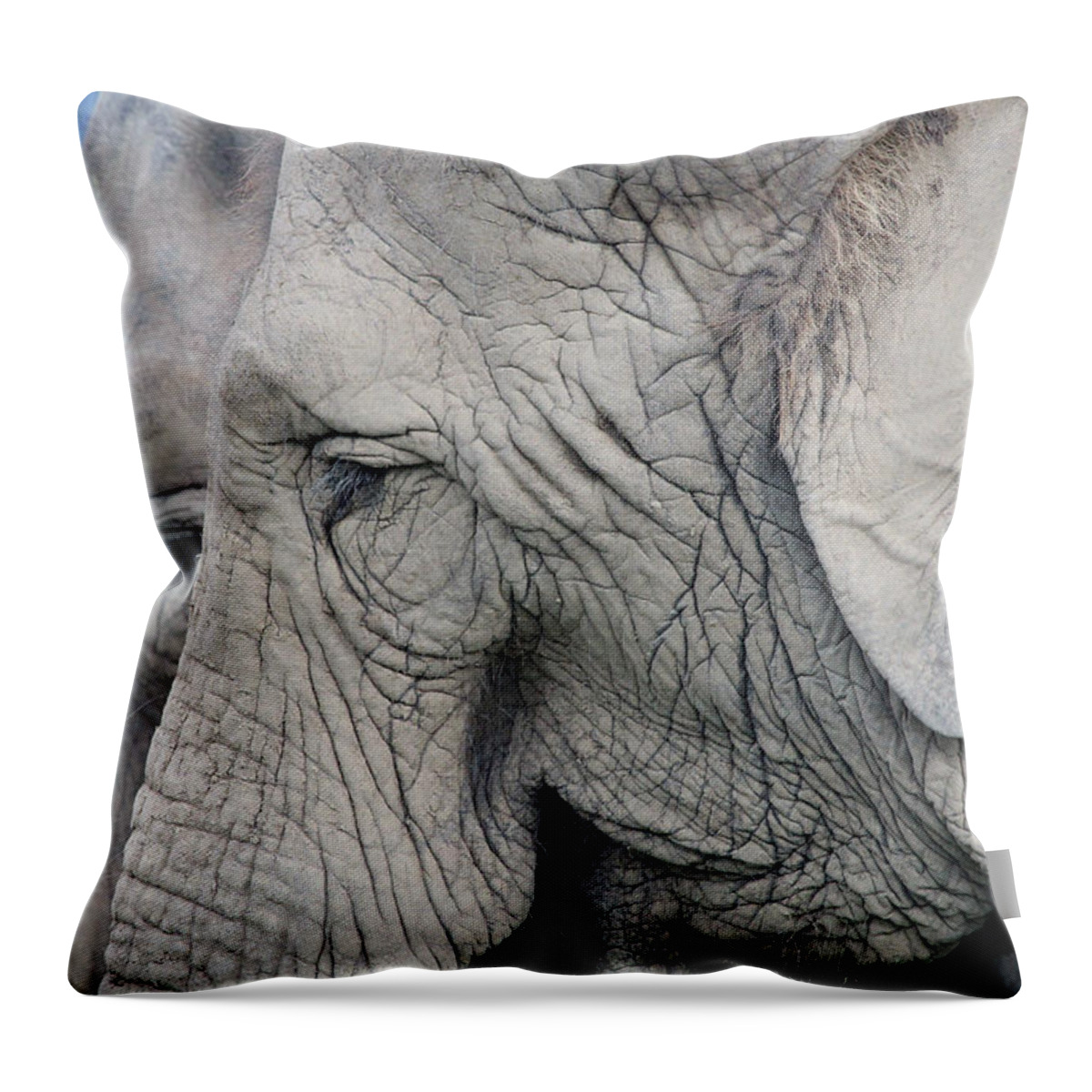 Elephants Throw Pillow featuring the photograph Wisdom with age by Jackson Pearson