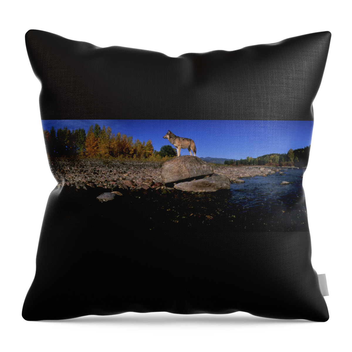 Photography Throw Pillow featuring the photograph Wolf Glacier National Park Mt Usa by Animal Images