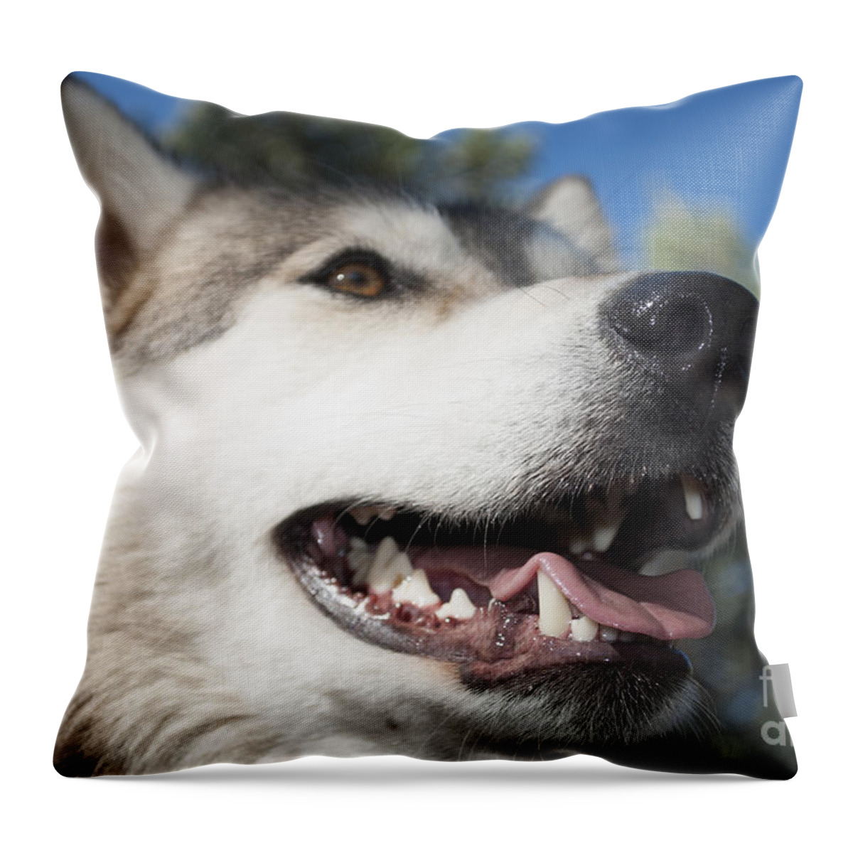 Amber Eyes Throw Pillow featuring the photograph Wolf by Juli Scalzi