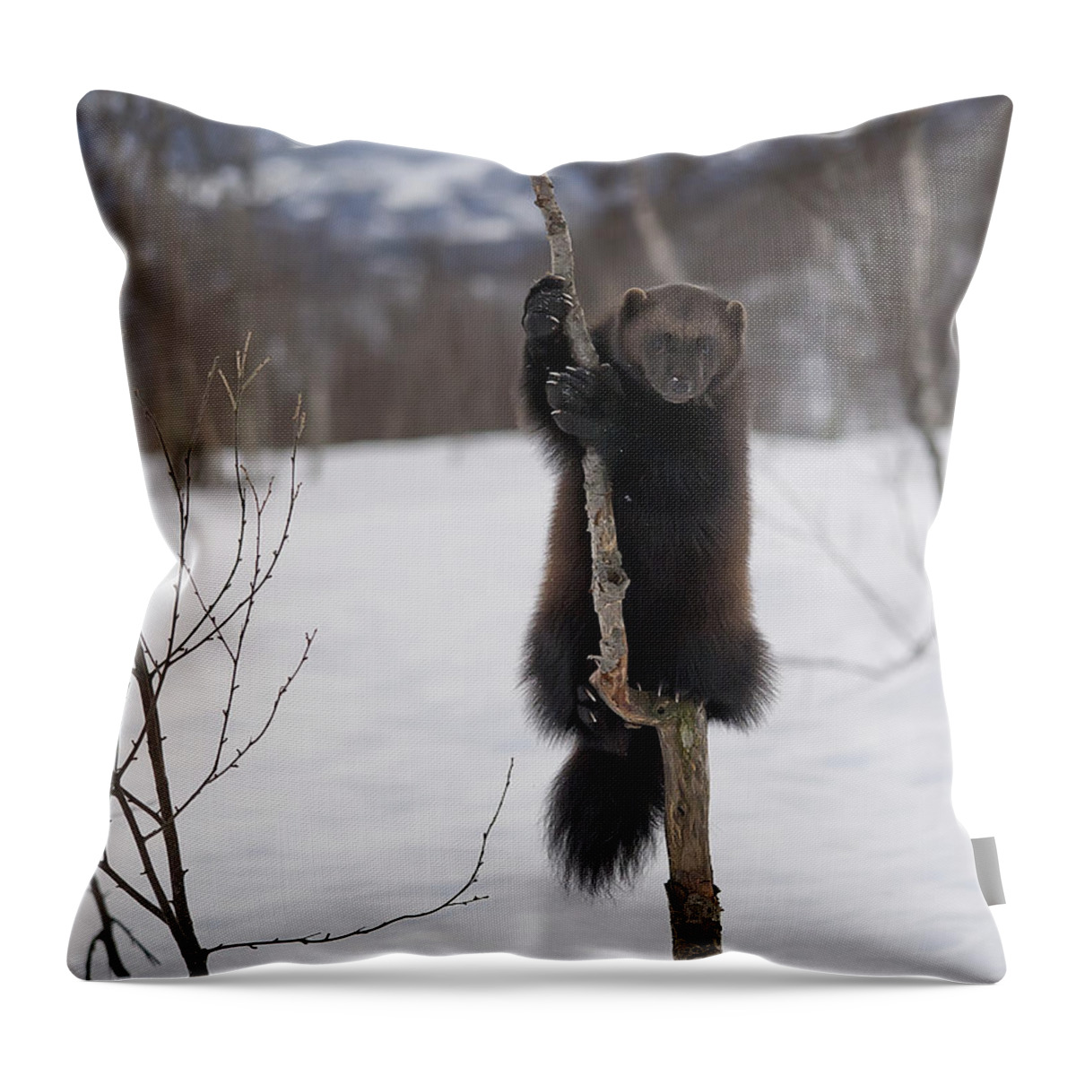 Wolverine Throw Pillow featuring the photograph Wolverine by Wade Aiken