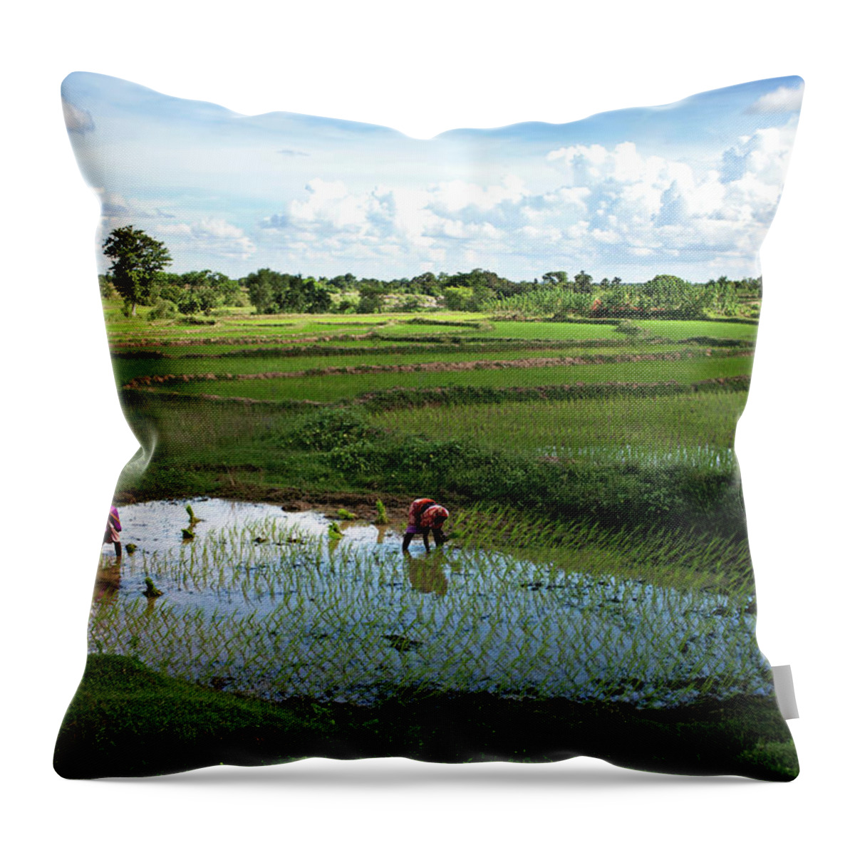 Tranquility Throw Pillow featuring the photograph Women Sowing Seeds In West Bengal,india by Partha Pal