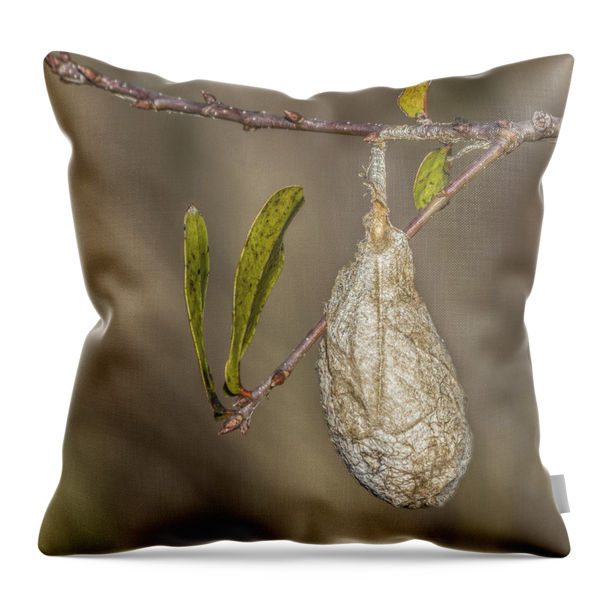 Florida Throw Pillow featuring the photograph Wonder what's inside by Jane Luxton