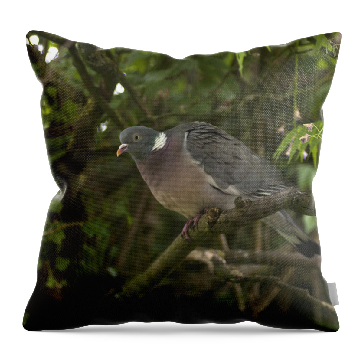 Pigeon Throw Pillow featuring the photograph Wood Pigeon by Richard Thomas