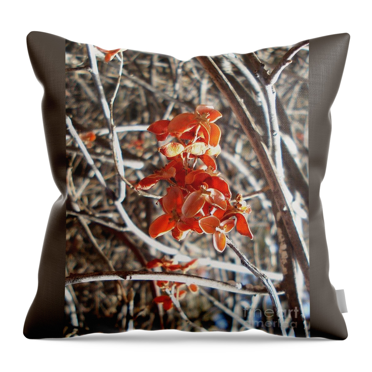 Winter Throw Pillow featuring the photograph Woodland beauty 2 by J L Zarek