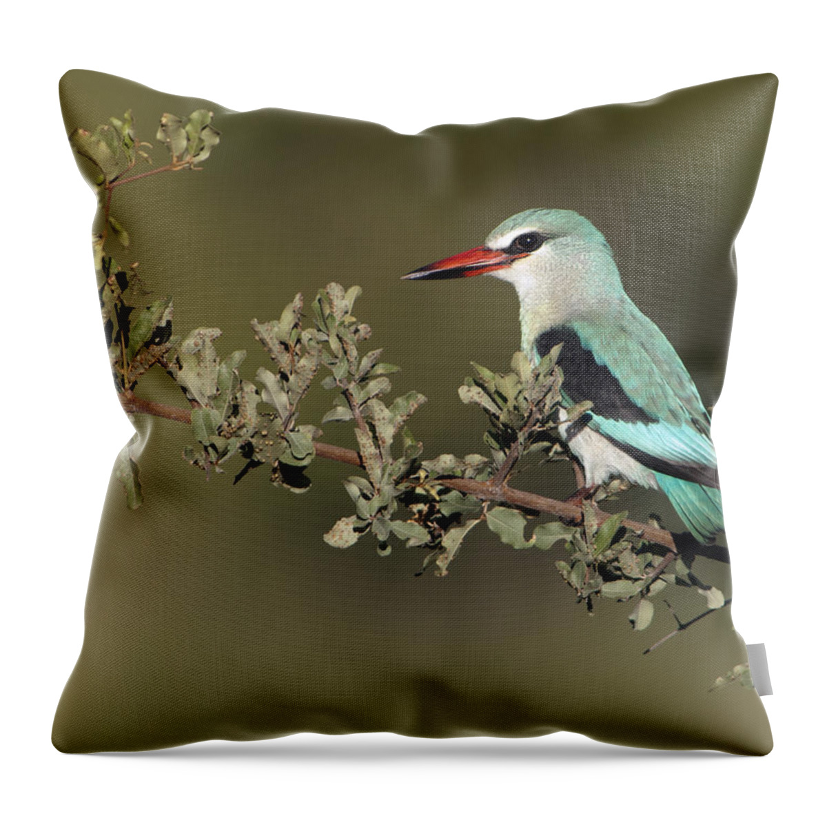Nis Throw Pillow featuring the photograph Woodland Kingfisher Kruger Np South by Alexander Koenders