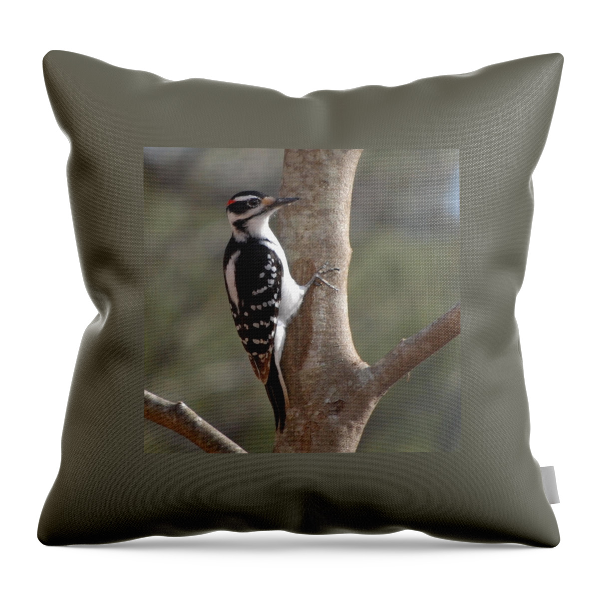 Woodpecker Throw Pillow featuring the photograph Woody by Mim White