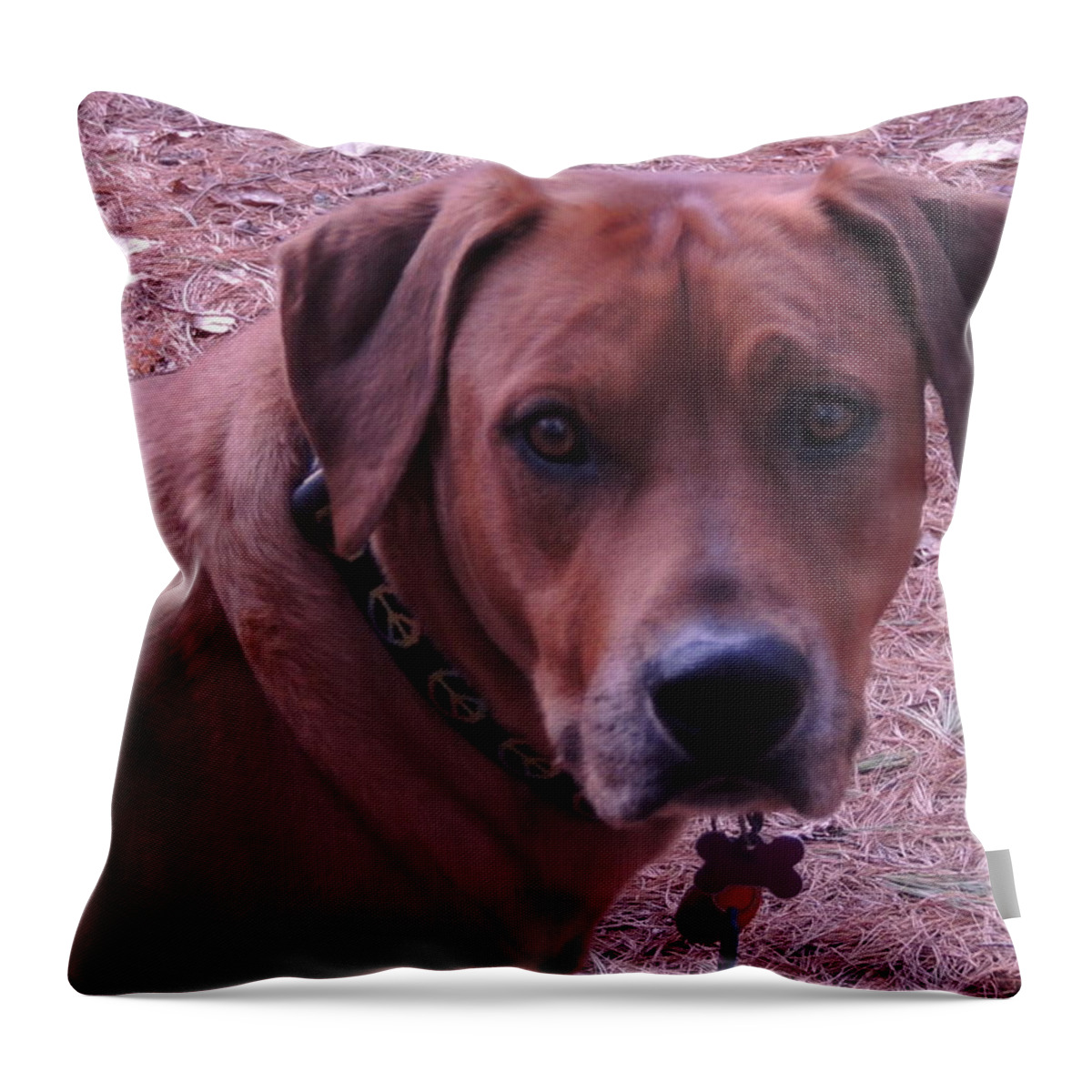 Rhodesian Ridgeback Throw Pillow featuring the photograph World Peace by Mim White