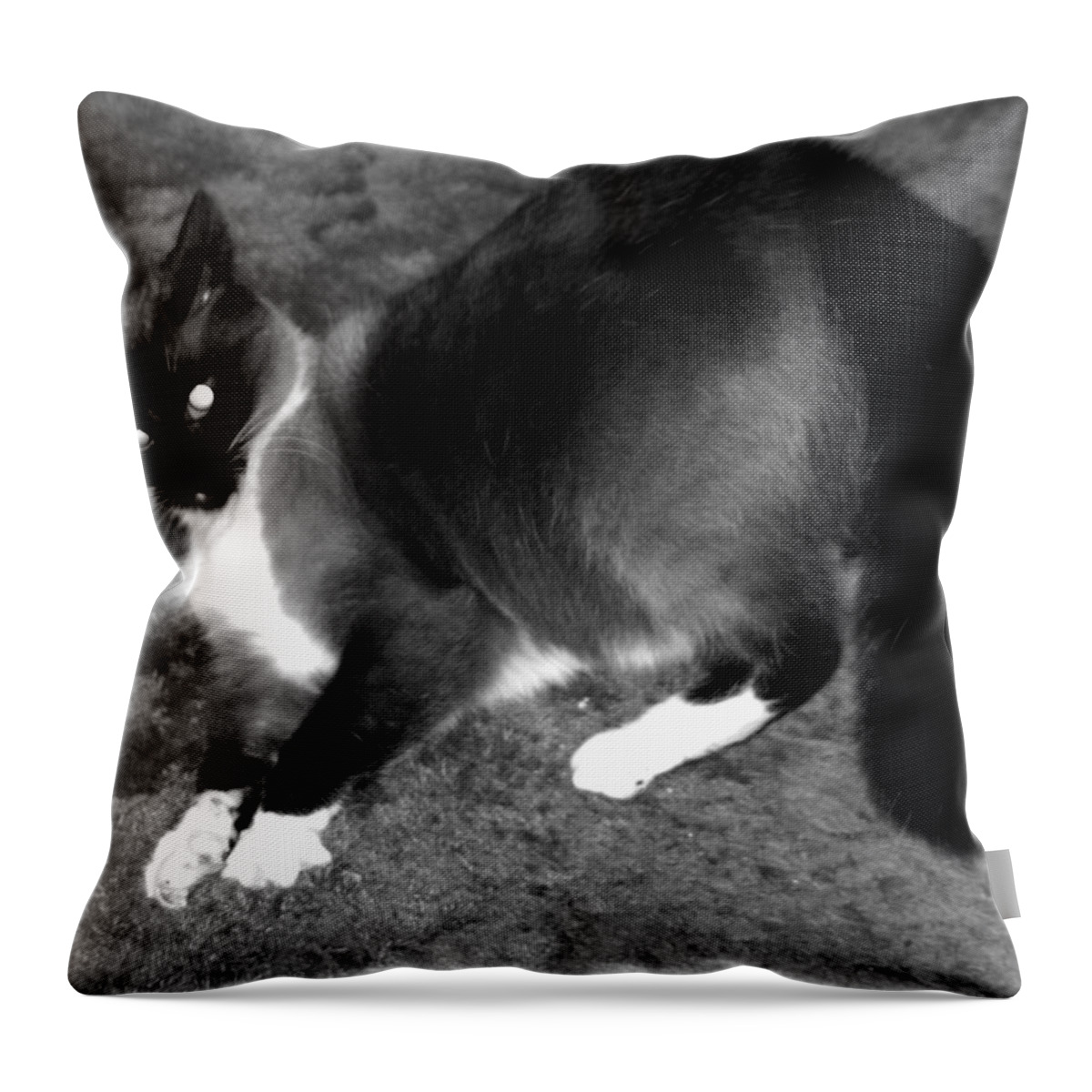 Siamese Throw Pillow featuring the photograph Wound Up and Playing For Keeps by Her Arts Desire