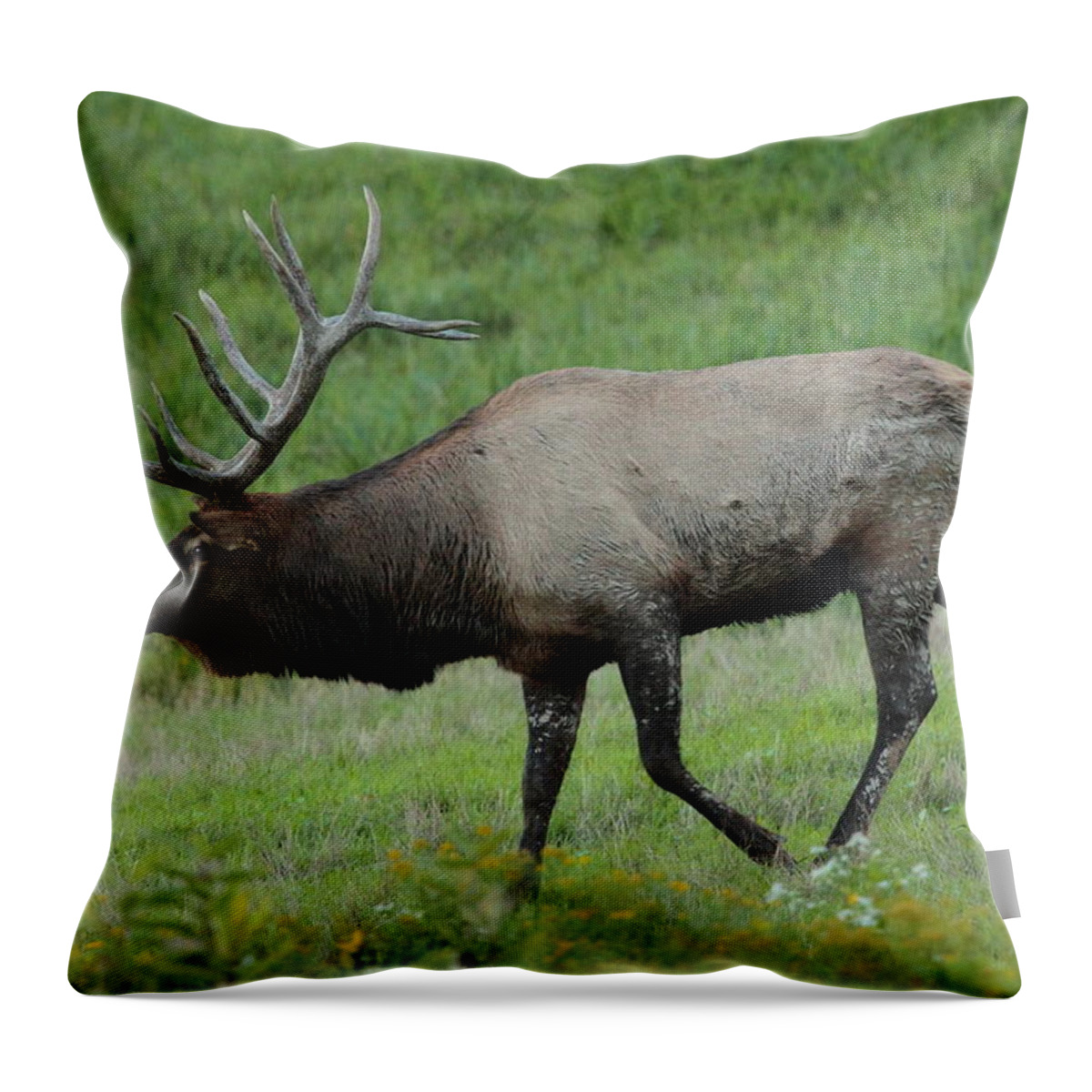 Elk Throw Pillow featuring the photograph Wpiti In Rut by Bruce J Robinson