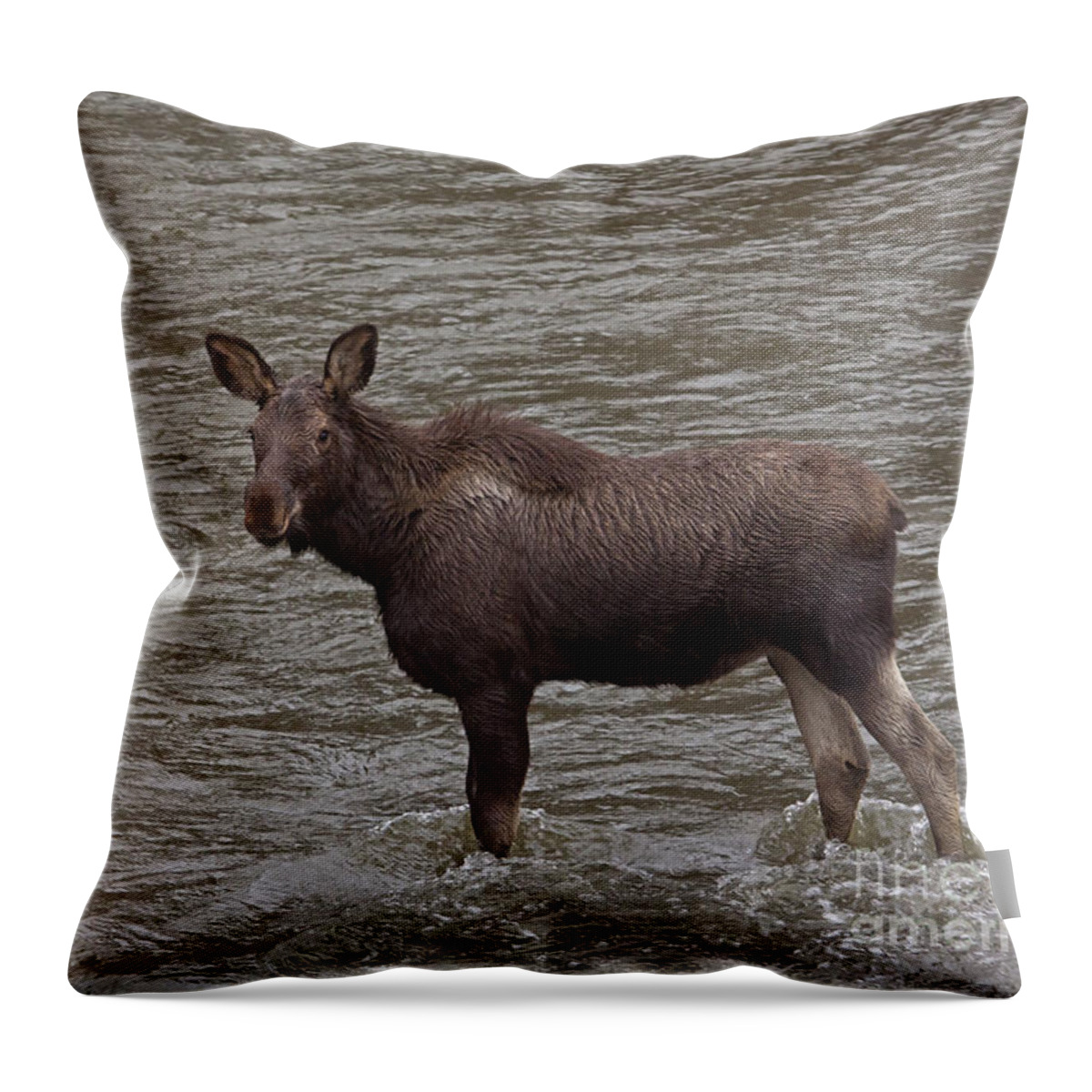 Moose Throw Pillow featuring the photograph Yearling Moose In The Shoshone River  #1284 by J L Woody Wooden