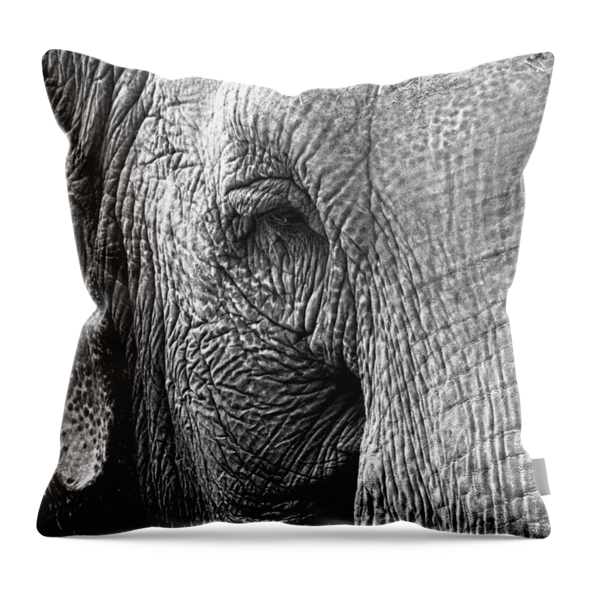 Elephant Throw Pillow featuring the photograph Years Remembered by J C