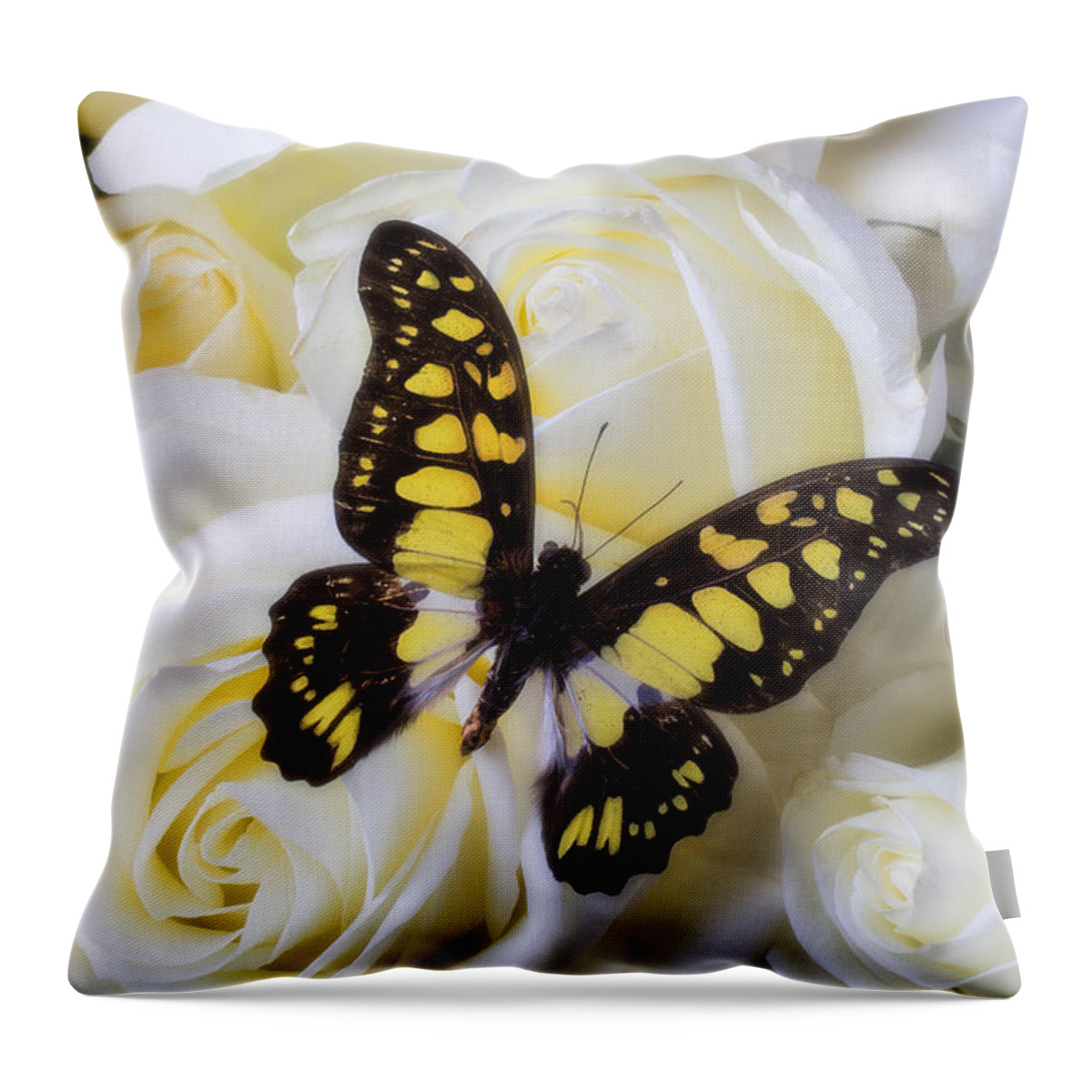 Yellow And Black Throw Pillow featuring the photograph Yellow and black butterfly by Garry Gay