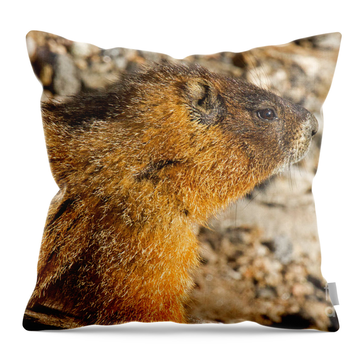 Colorado Throw Pillow featuring the photograph Yellow Bellied Marmot on Lookout in Rocky Mountain National Park by Fred Stearns