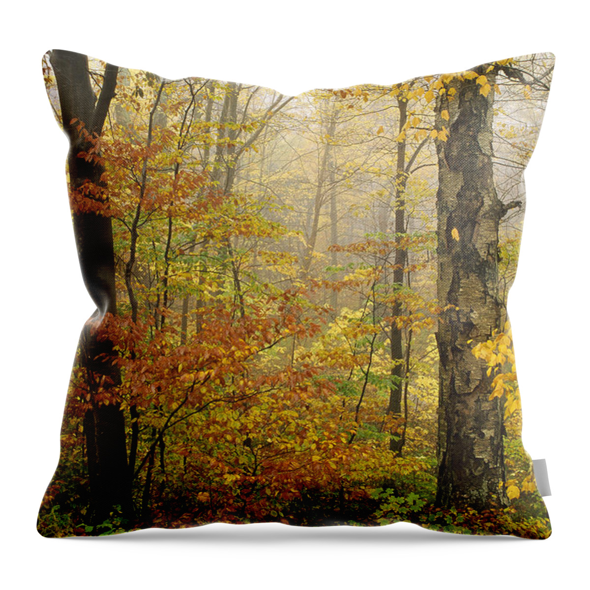 00170775 Throw Pillow featuring the photograph Yellow Birch in Autumn Vermont by Tim Fitzharris
