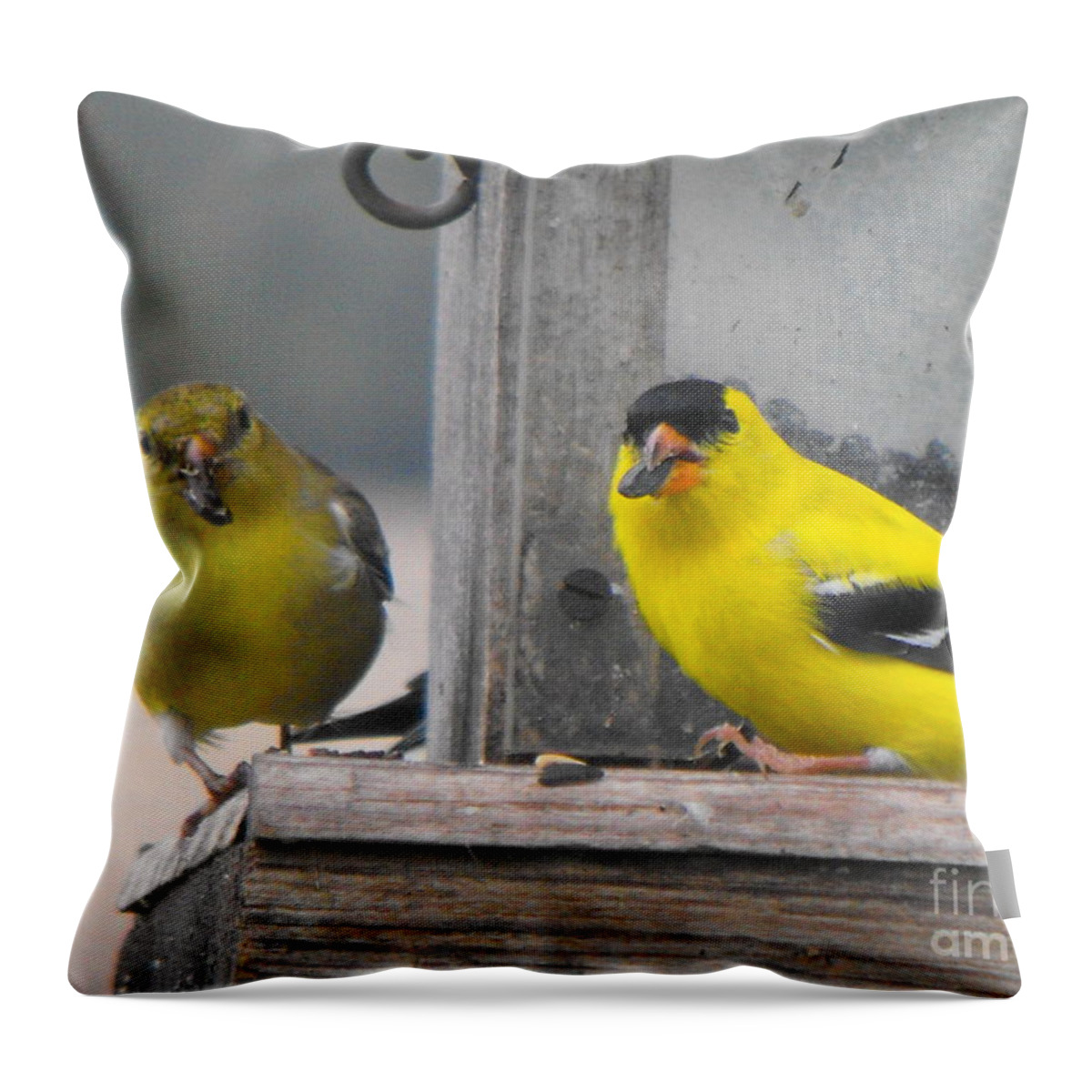 Canary Throw Pillow featuring the photograph Yellow Birds by Erick Schmidt