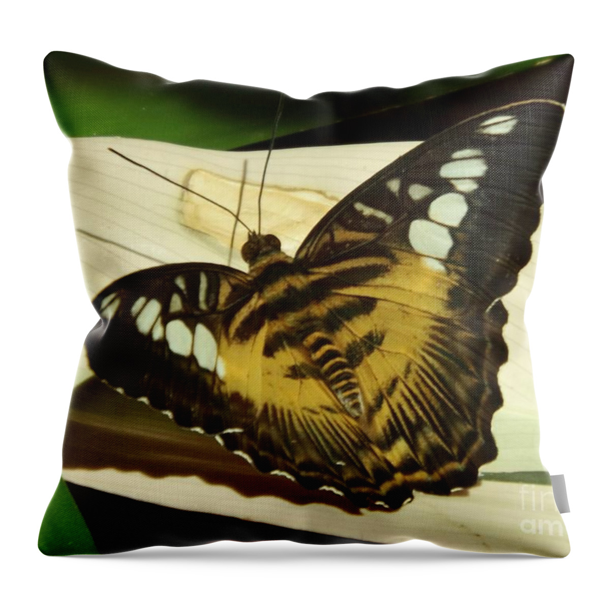 Butterfly Throw Pillow featuring the photograph Yellow butterfly by Brigitte Emme