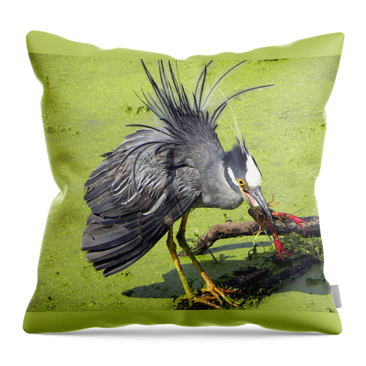 Yellow-crowned Night Heron Throw Pillow featuring the photograph Yellow-crowned Night-Heron with crawfish by Savannah Gibbs
