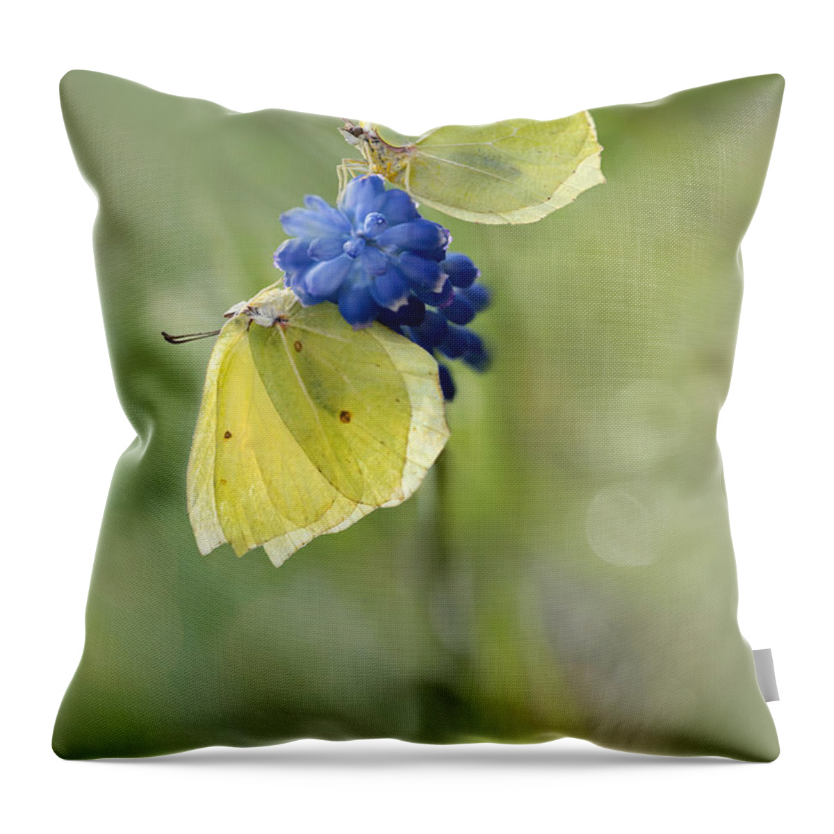 Butterfly Throw Pillow featuring the photograph Yellow Duet by Jaroslaw Blaminsky