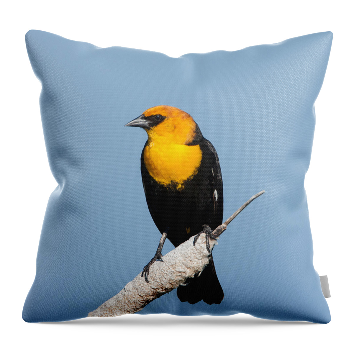 Black Bird Throw Pillow featuring the photograph Yellow Headed Blackbird by Jack Bell