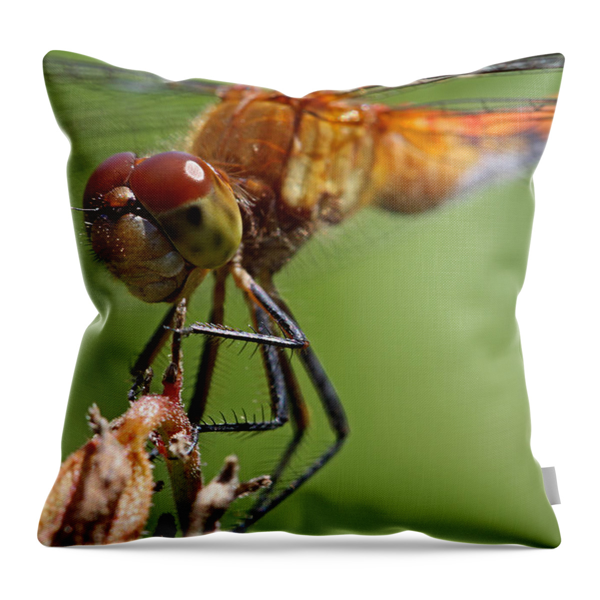 Dragonfly Throw Pillow featuring the photograph Yellow-Legged Meadowhawk Dragonfly by Juergen Roth