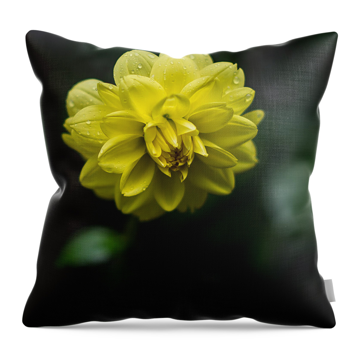 Mum Throw Pillow featuring the photograph Yellow Mum by David Downs