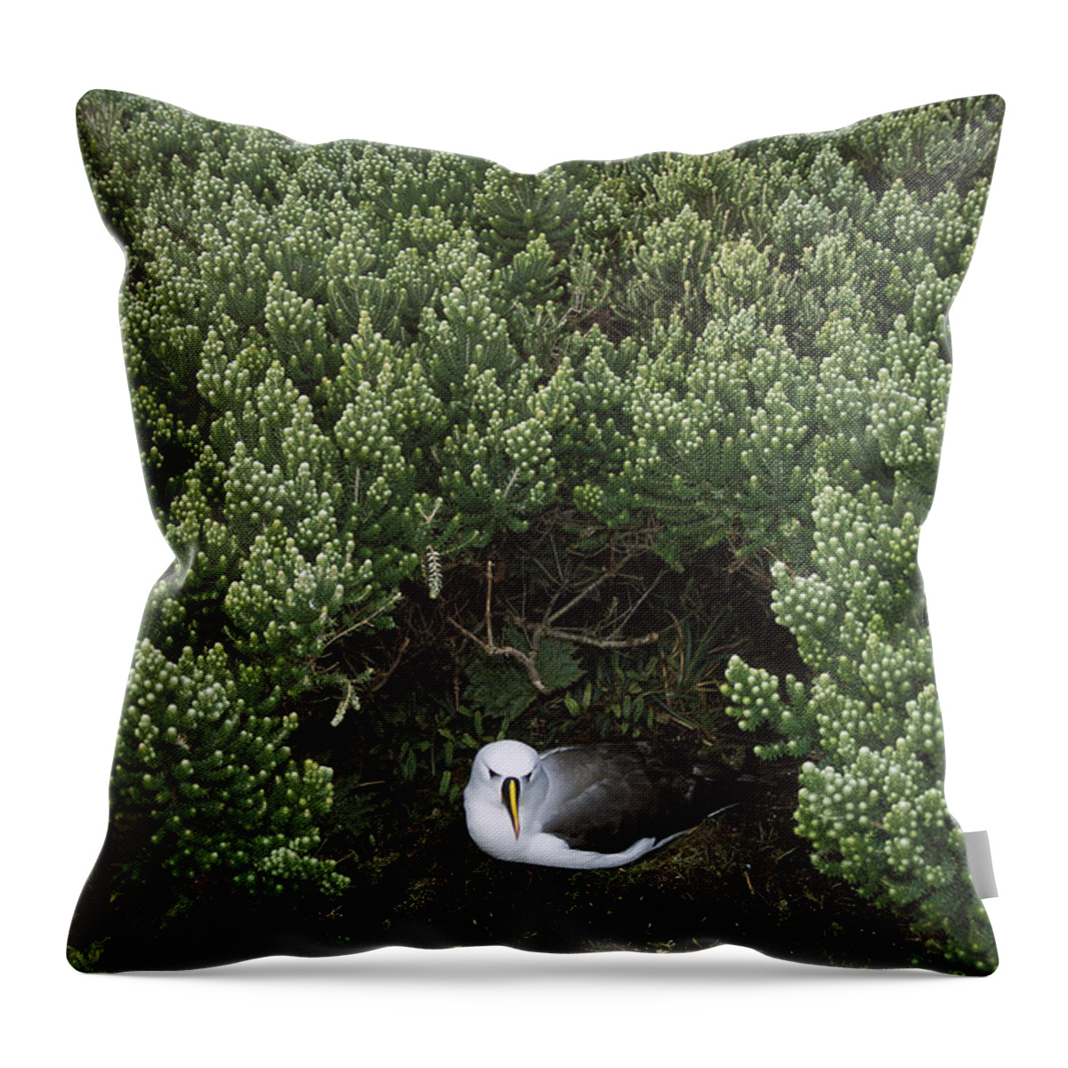 Feb0514 Throw Pillow featuring the photograph Yellow-nosed Albatross Under Island by Tui De Roy