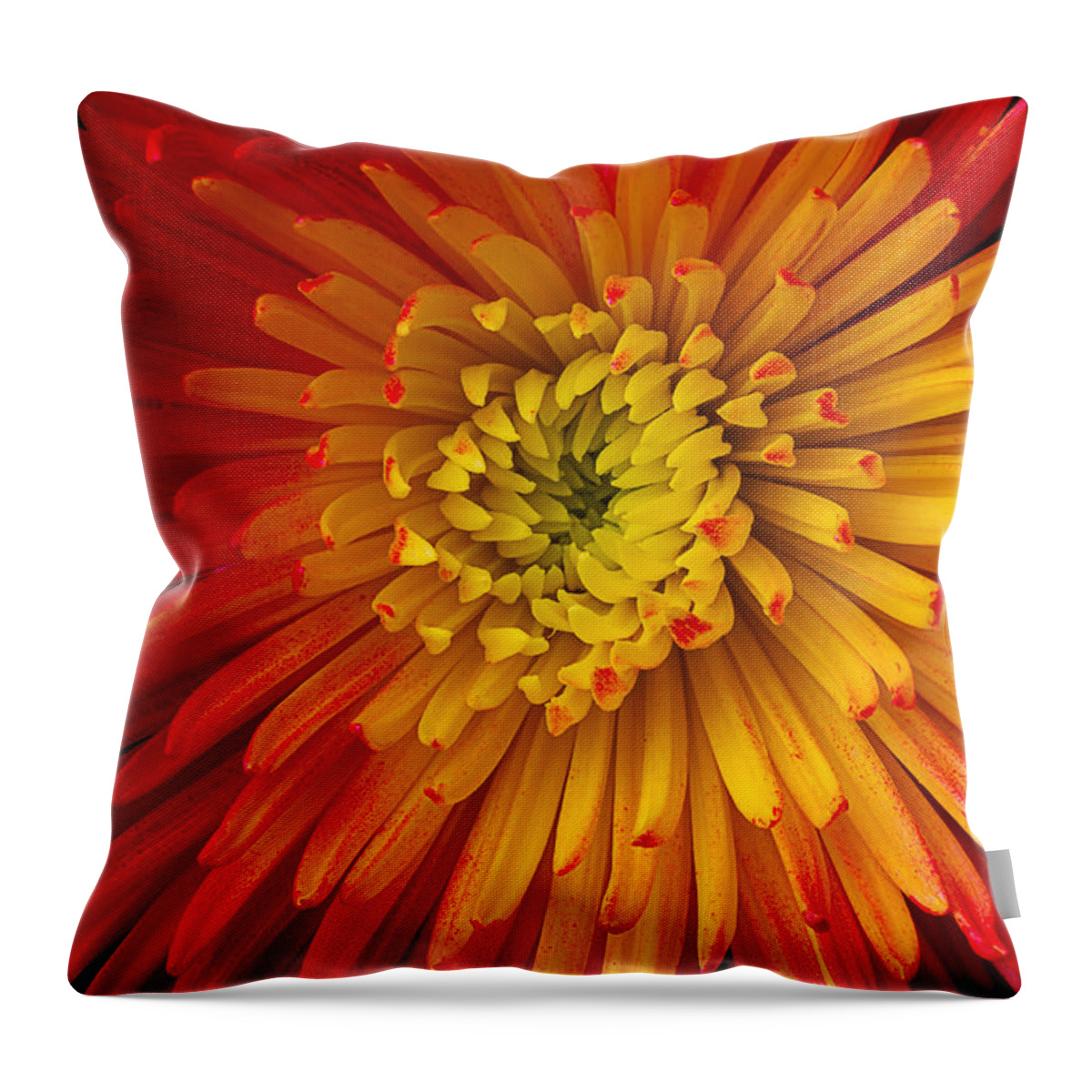 Red Yellow Spider Throw Pillow featuring the photograph Yellow Red Spider Mum by Garry Gay